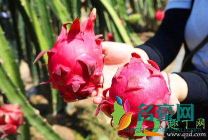 为什么吃红心火龙果尿液会变红4