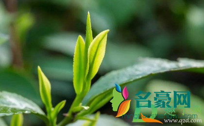 龙井茶泡了发红还能喝吗2