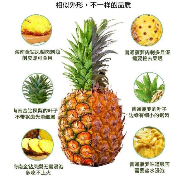 凤梨和菠萝的区别 详细对比图片教你识别