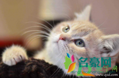 猫藓药浴多久泡一次效果最好 猫藓表现的症状