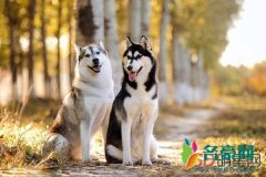 微笑狗为什么吓人 还可以多看几遍你就不会觉得可