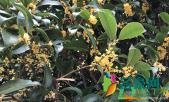 桂花爆根怎么处理 桂花树如何养根