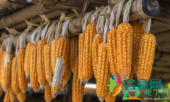近期玉米还会涨价吗 年前玉米价格走势如何