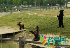 上海野生动物园熊伤人致死怎么回事 如何看待上海