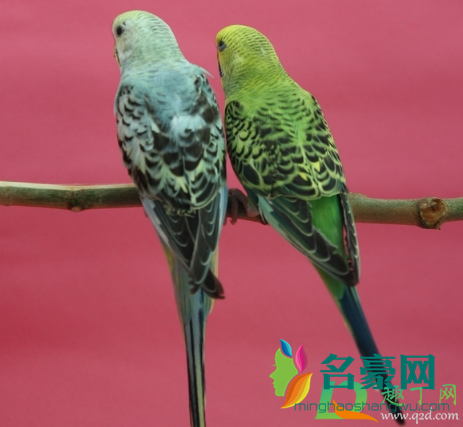 虎皮鹦鹉会说话吗3