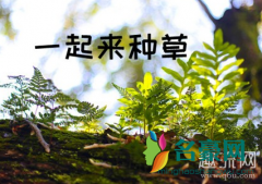 生草是什么意思网络用语？草（一种植物）又是什么