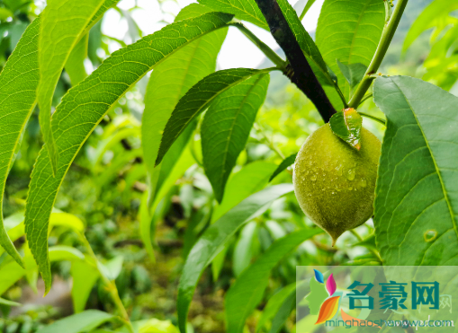 桃树施白糖桃能变甜吗1