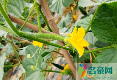 黄瓜能用尿素追肥吗 种植出高产的黄瓜有哪些技巧