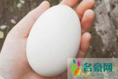 生鹅蛋常温下可以放多久 鉴别真假鹅蛋的方法