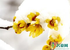 腊梅花语 只为冬季飘芳香的花朵
