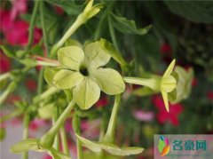 花烟草的花语 香烟原料背后的迷人故事