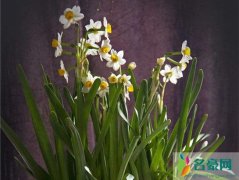 水仙花花语 这种花朵东西方的评价如此悬殊