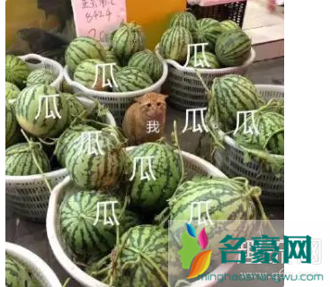 一瓜未平一瓜又起是什么意思 抖音一瓜未平一瓜又起高清表情包