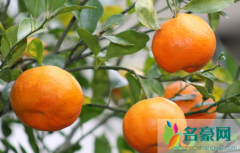 柑橘为何会得炭疽病 如何预防柑橘炭疽病