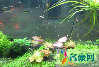 鱼缸水藻泛滥怎么办2