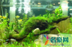 鱼缸水藻泛滥怎么办 鱼缸长水藻与灯光有关系吗