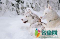 雪地哈士奇诡异笑容 据说他是被伯乐说过的杰夫和