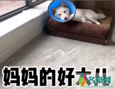 妈妈的好大儿什么梗 妈妈的好大儿怎么用