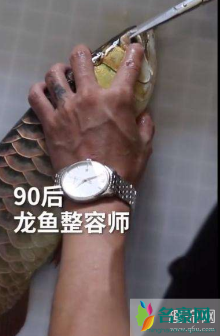 龙鱼是什么样子的 龙鱼是风水鱼吗