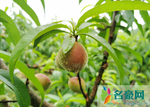 雨水大桃子还甜吗1