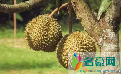 吃了榴莲燥得睡不着怎么办3