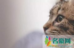 猫怕什么气味一闻就跑 猫咪的嗅觉灵敏吗