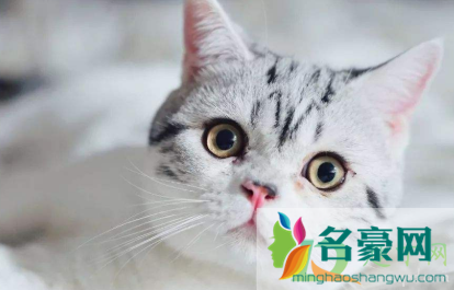 猫咪瞳孔变圆是什么意思3