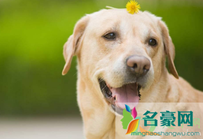 狗狗咬破皮肤表层要打针吗2
