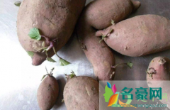 紫薯如何保存不会发芽 哪些食物发芽可以吃