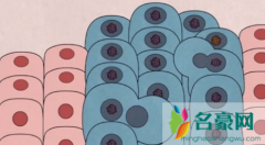 尖湿锐尤早期图片