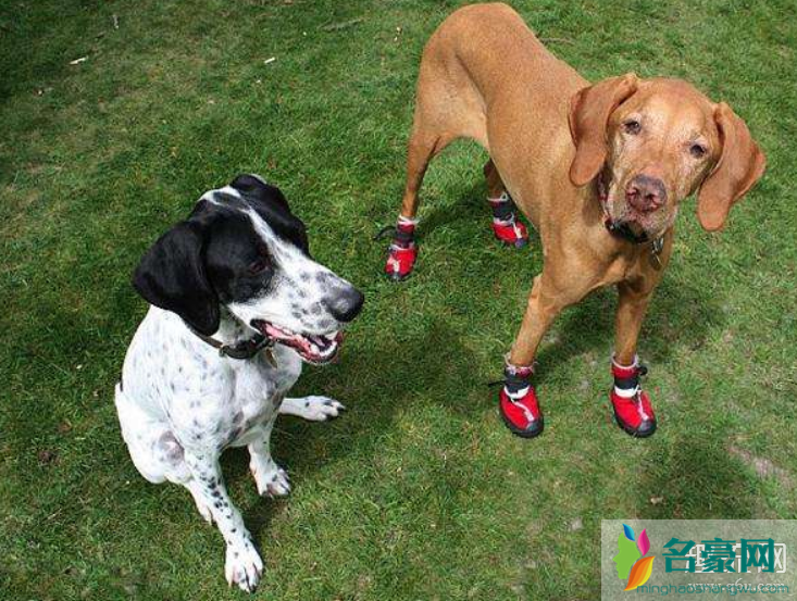 怎么给狗狗穿鞋子 给狗狗穿鞋子需要穿袜子吗