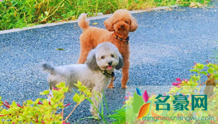 狗狗耳炎怎么引起的2