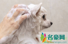 狗狗皮肤病和沐浴露有关系吗 怎么护理狗狗的皮肤