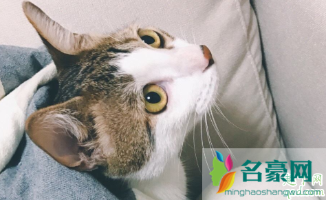 猫咪应激后要不要喂点营养膏2