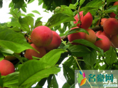 新栽果树树坑里怎样施底肥