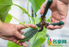 黄瓜早上摘还是晚上摘 黄瓜一般可以采摘多久