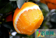 江西脐橙今年的产量怎么样 种赣南脐橙具体该注意