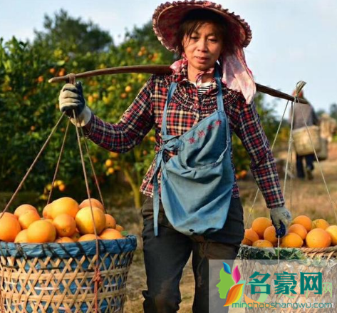江西脐橙今年的产量怎么样2