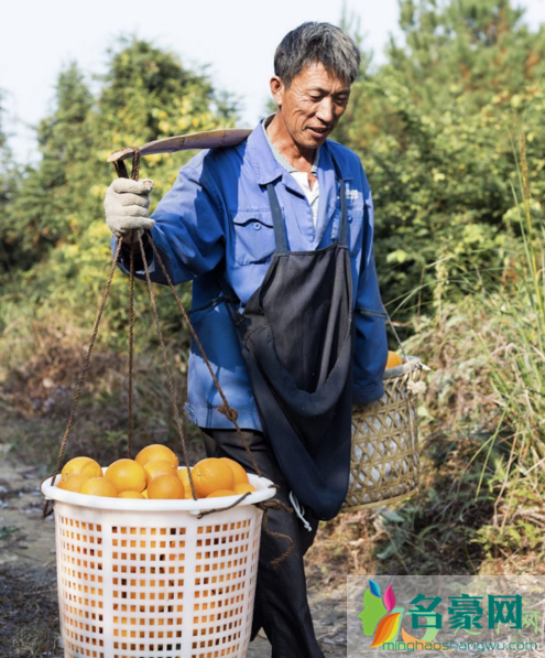 今年赣南脐橙节在什么时候3