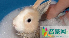 兔子几个月之后可以洗澡 兔子不洗澡会脏吗