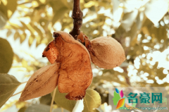 杏的核可以直接种吗 什么时间种杏核最好