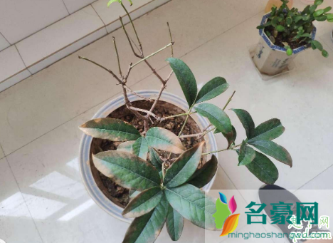 多菌灵灌根容易烧根吗 多菌灵泡根后需要洗吗3