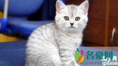 猫踩奶流口水表示什么 为什么有的猫踩奶有的不踩