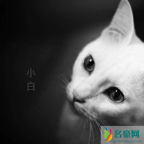 周柏豪穿衣搭配解析 周柏豪Pakho同款衣服配饰一览