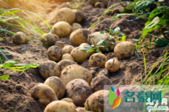 土豆追肥用什么肥料 种土豆怎么施肥