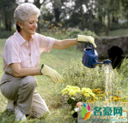 土培的花卉能用营养液吗 植物营养液怎么配制