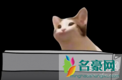 popcat什么梗？