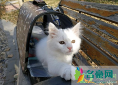 猫瘟病毒会附着在衣服上吗 猫瘟后的猫用品必须要