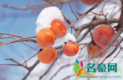 柿子催红用什么办法4
