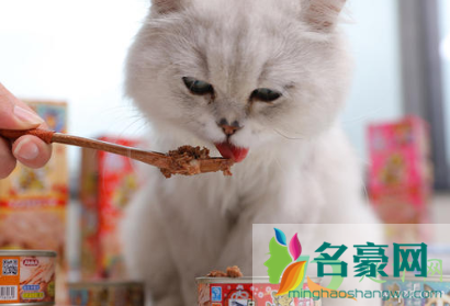 猫除了猫罐头什么都不吃怎么办2